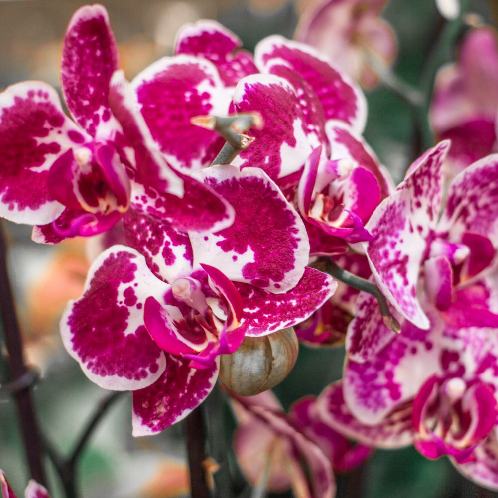 phal-midi-2-2