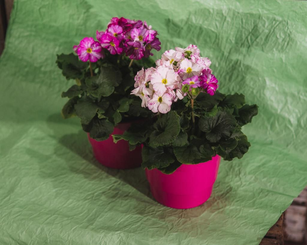 primula